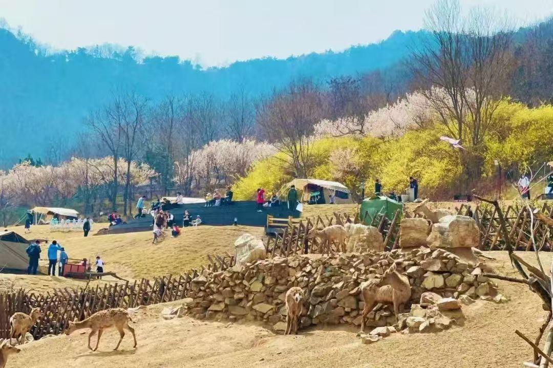 7万人次解锁“好客山东”春游N种玩法ky开元棋牌“清明战报”出炉!238(图4) 7万人次解锁“好客山东”春游N种玩法ky开元棋牌“清明战报”出炉!238(图4)