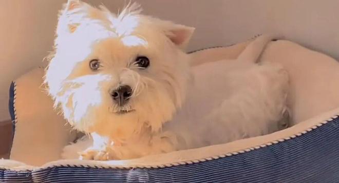 毒致9条犬只死亡获刑4年；当事人：对我而言都是输狗狗再也回不来了开元棋牌网站宠物狗被毒死女子辞职追凶3年案件宣判：65岁被告投(图2)